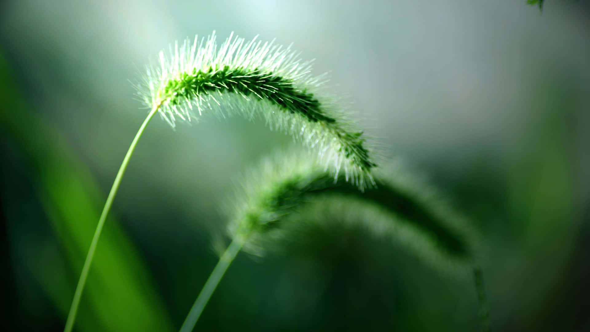 Keep Your Desktop Environment Green With Eco-friendly Desktop Accessories. Background