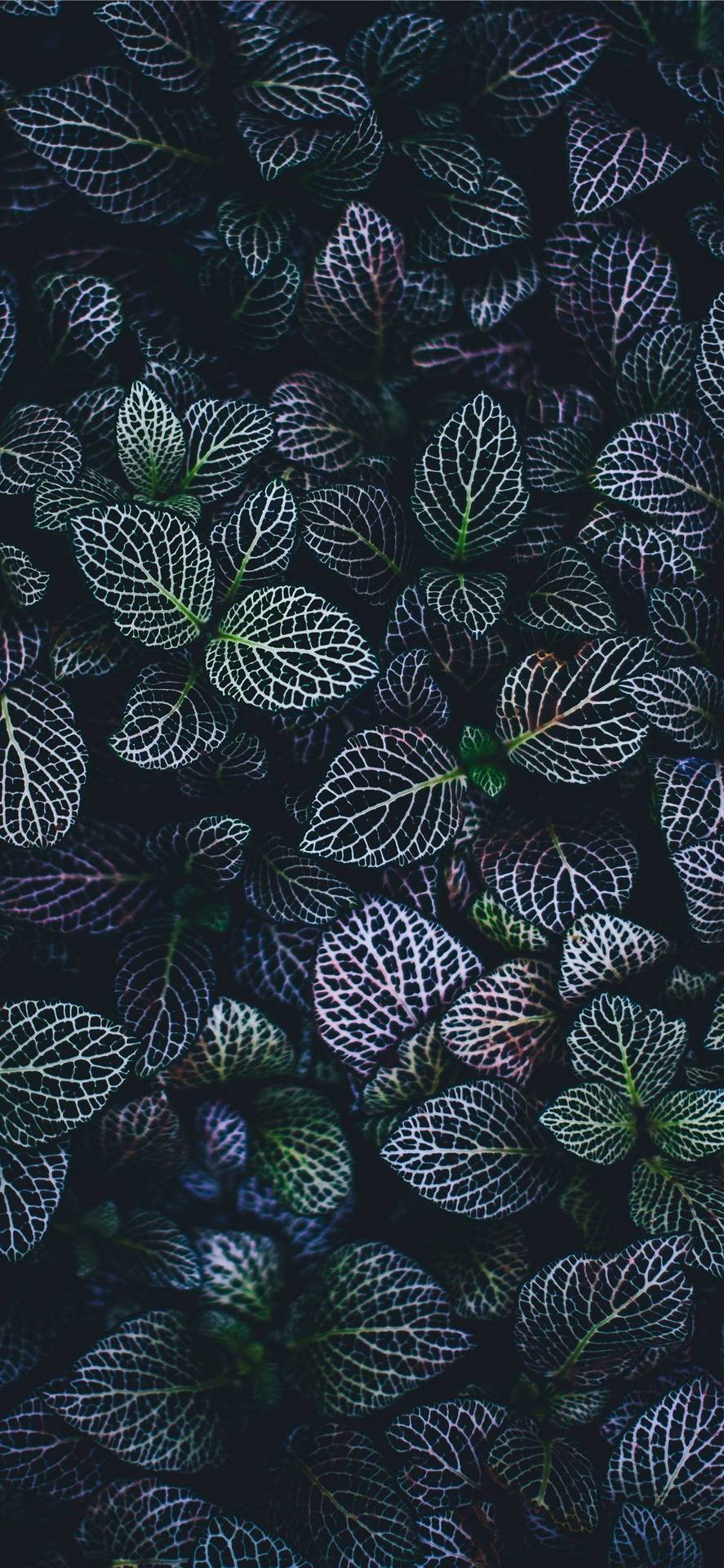 Keep Your Home Screen Fresh With A Plants Iphone Wallpaper Background