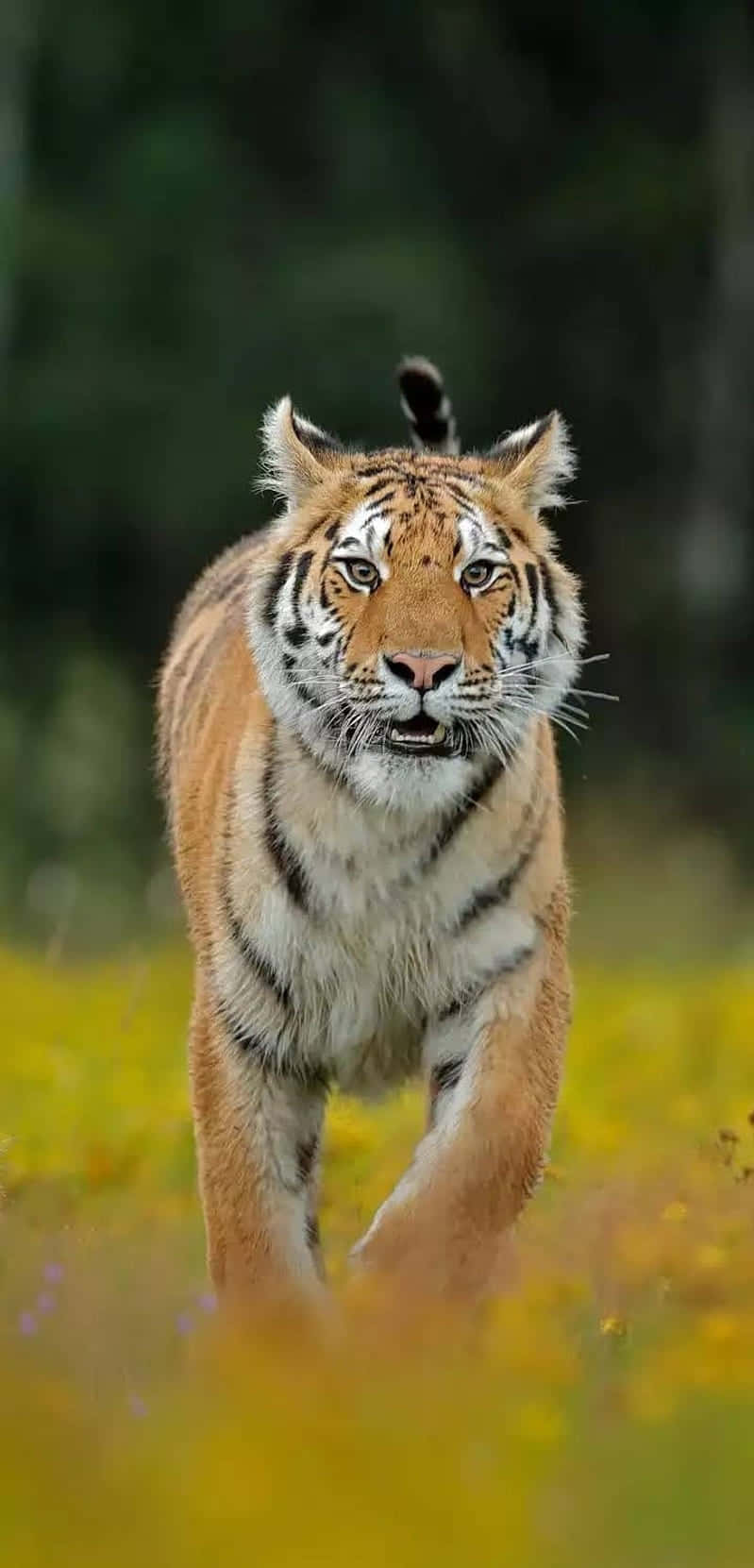 Keep Your Life Connected To Technology With The Tiger Phone. Background