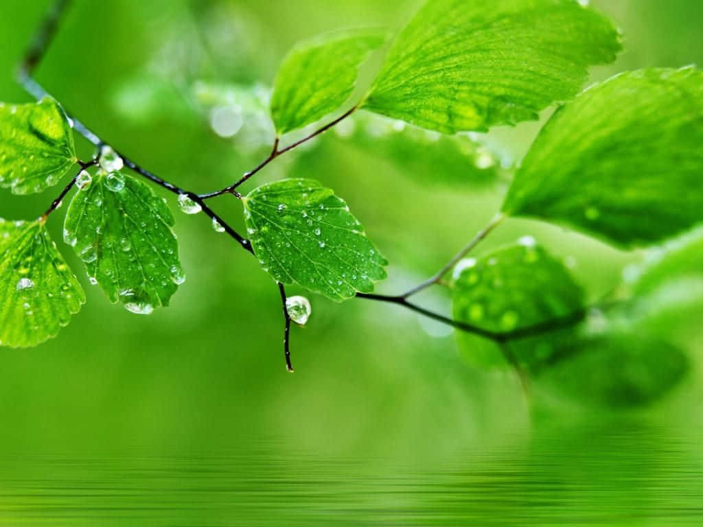 Keep Your Workspace Green And Organized With This Modern Desktop Layout Background