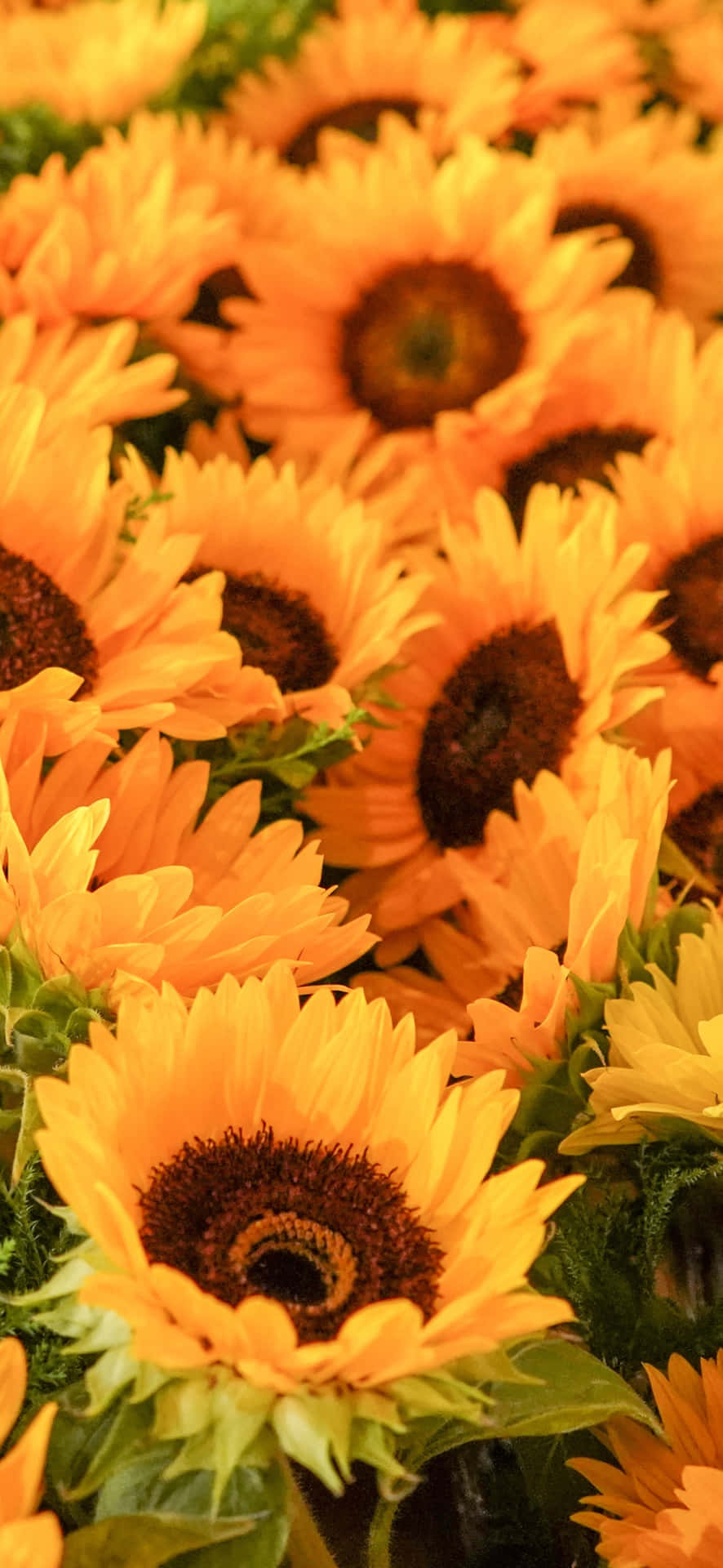 Keeping Your Communication Open With Sunflower Phone Background