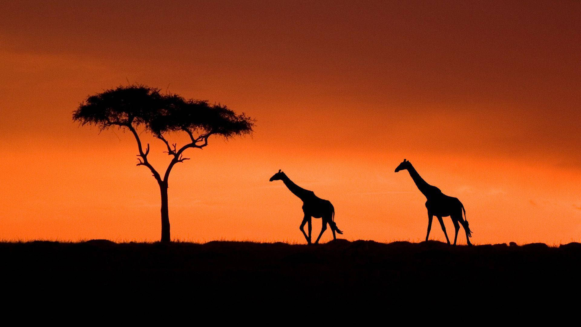 Kenya Africa With Red Sky