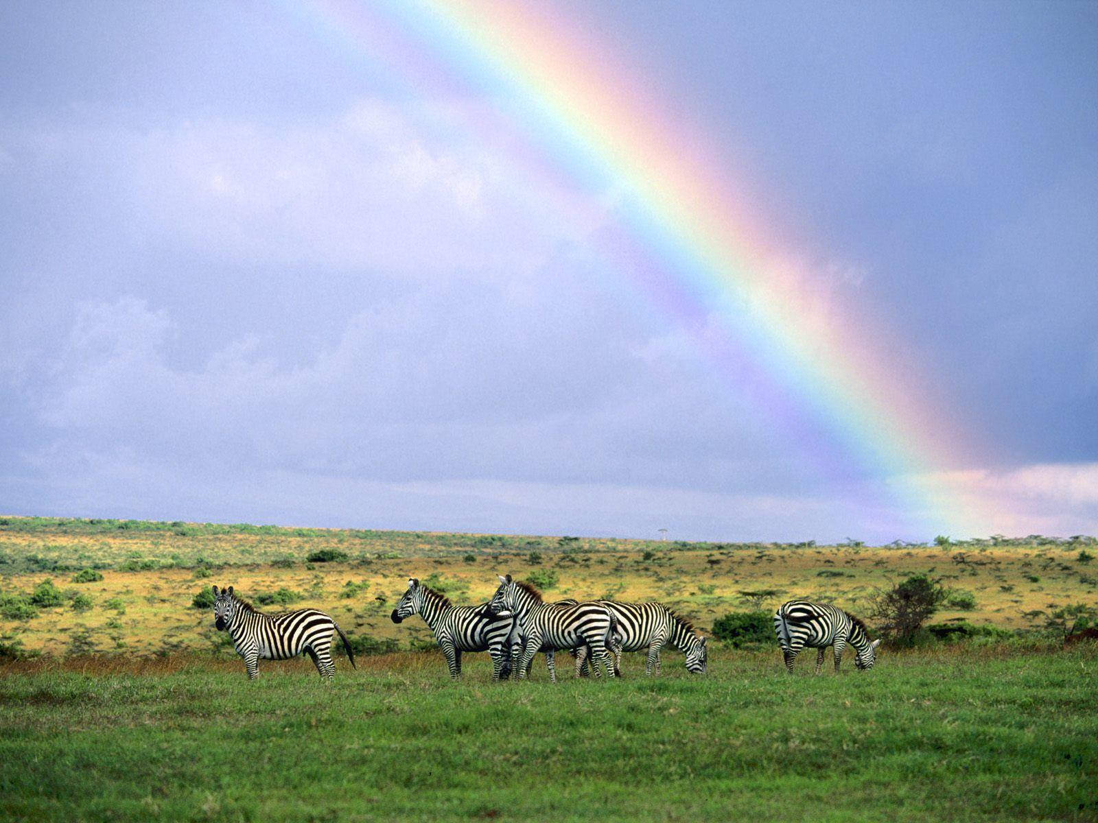 Kenya Grassy Safari Field Background