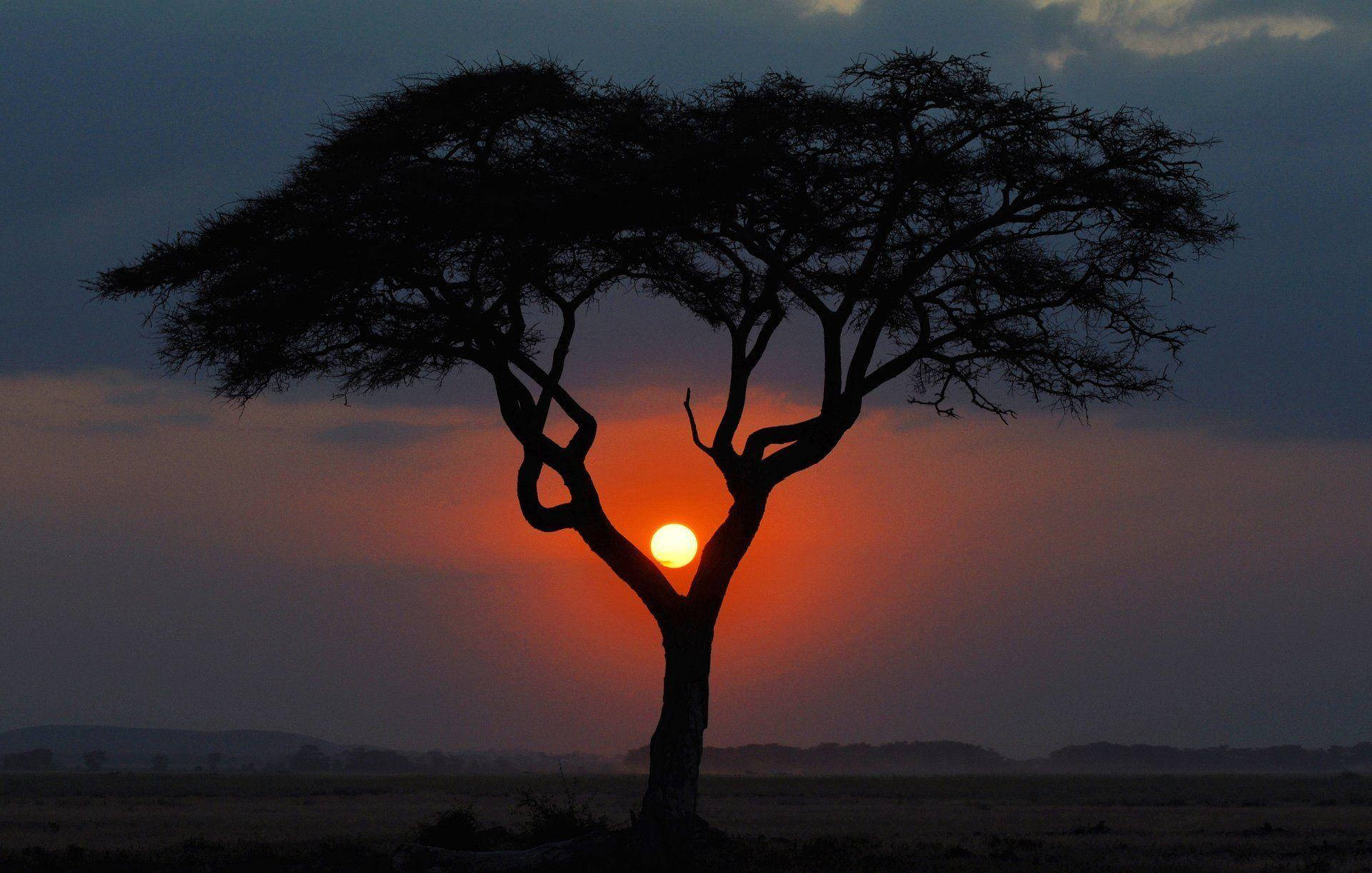 Kenya Umbrella Tree At Sunset Background