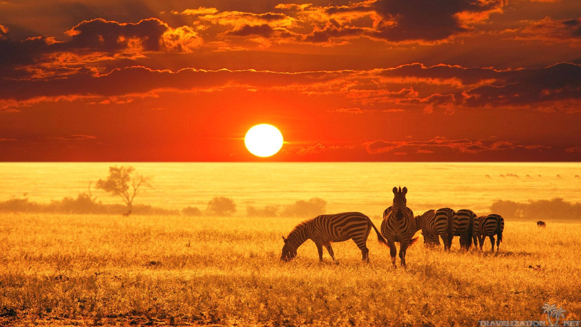 Kenya Zebras In Sunset Background