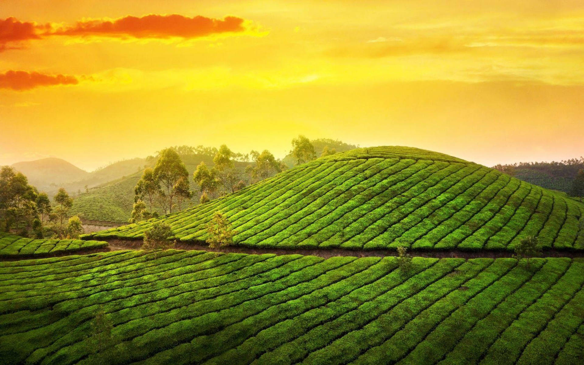 Kerala Tea Garden India Background