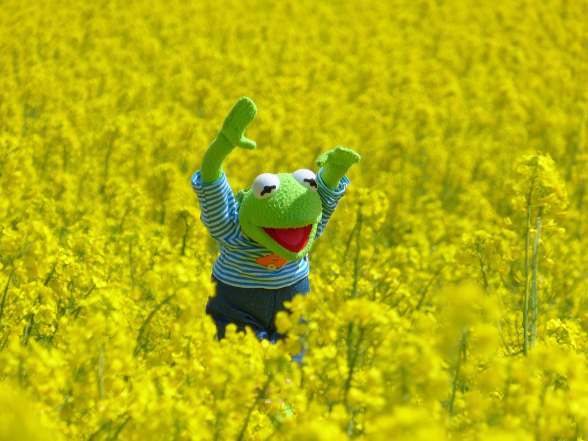 Kermit The Frog On Yellow Flower Field