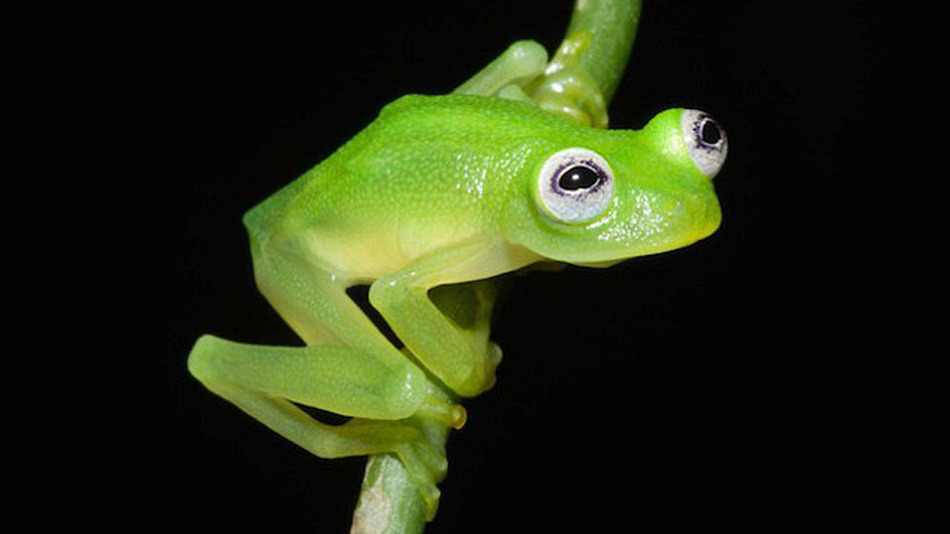 Kermit The Frog Tree Frog