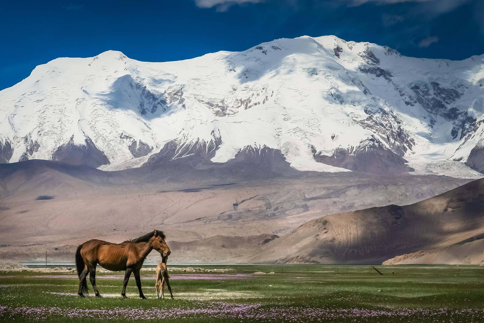 Khustain Nuruu Mongolia Background