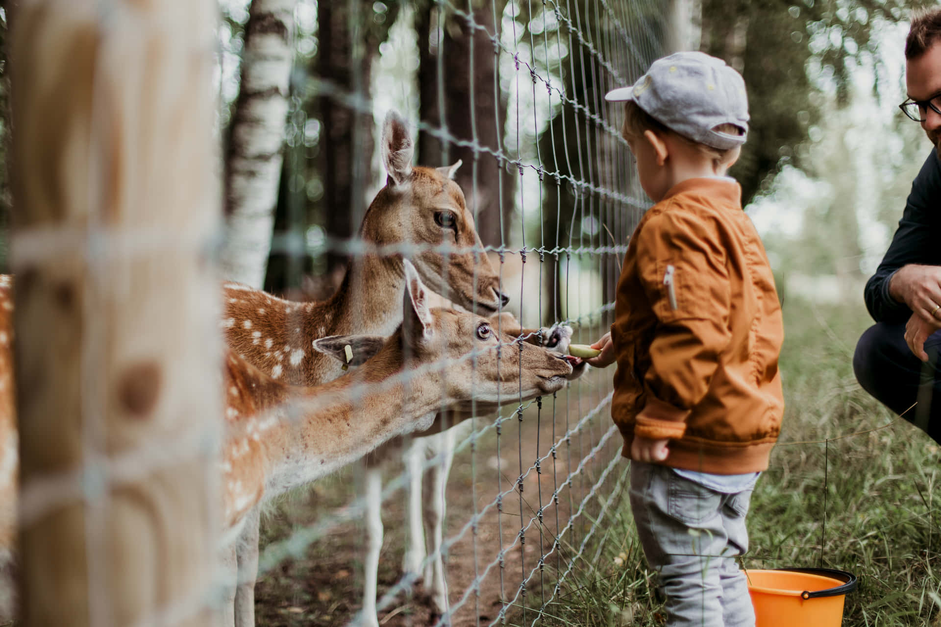 Kid Feeding Deer In The Zoo Background