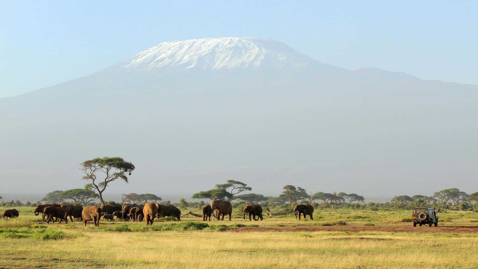 Kilimanjaro_ Elephants_ Safari_ Adventure.jpg Background