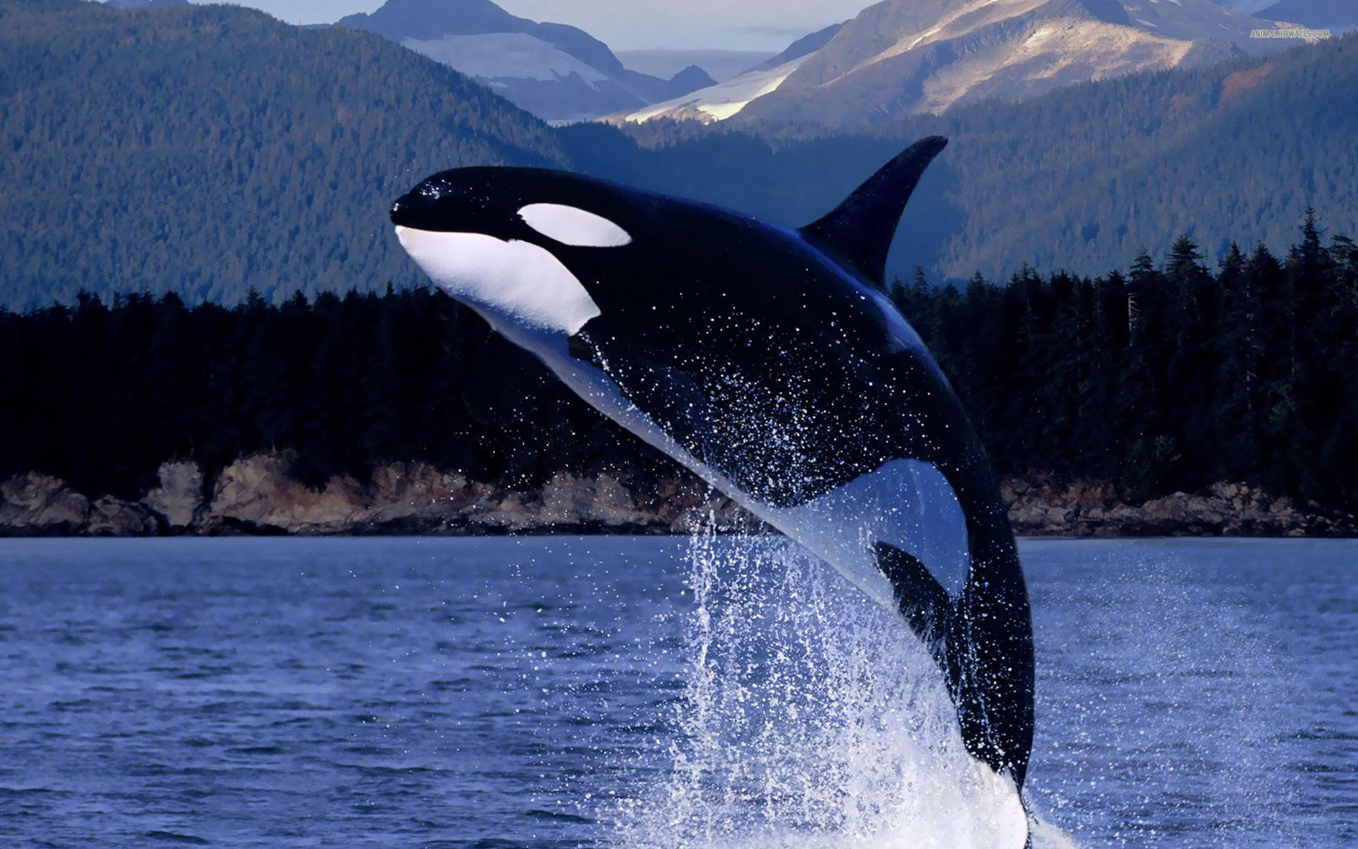 Killer Whale Breaching Background