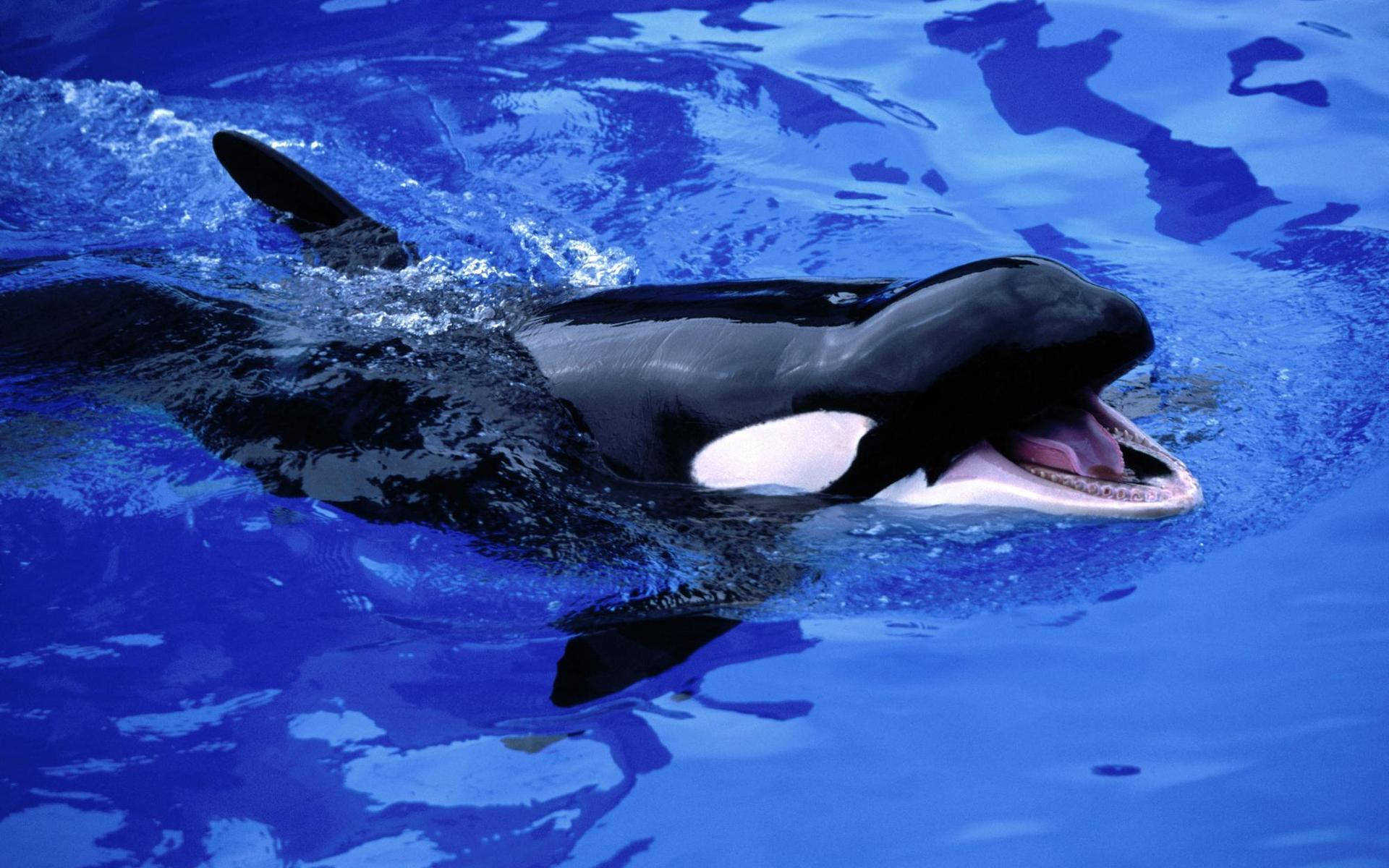 Killer Whale With Mouth Open