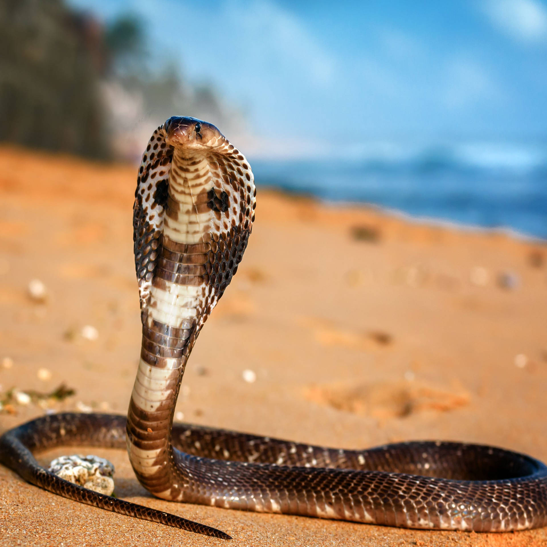 King Cobra At Beach Background