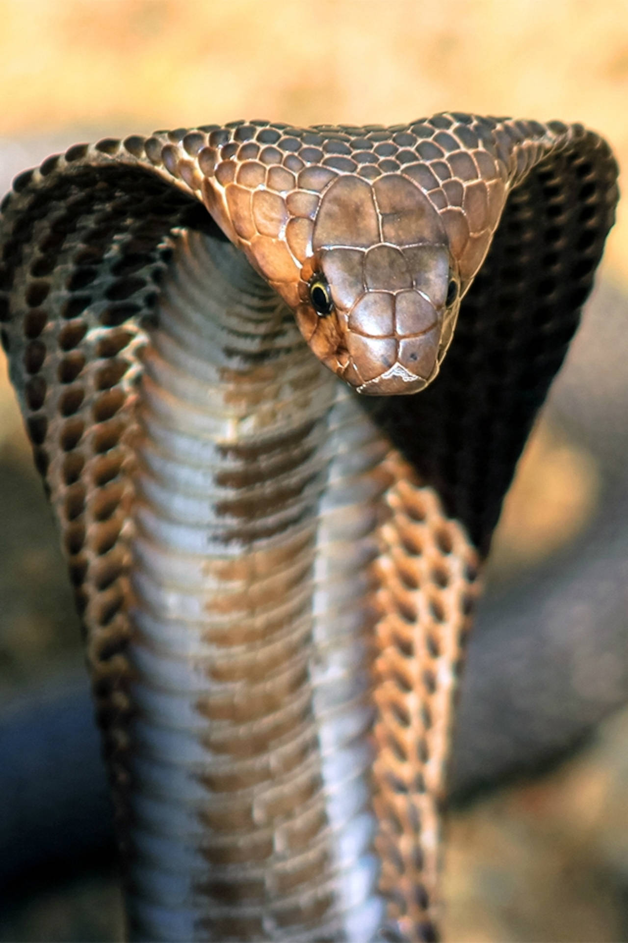 King Cobra Close-up Background