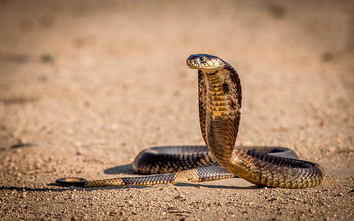 King Cobra In Desert Background