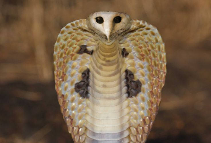 King Cobra Owl Background