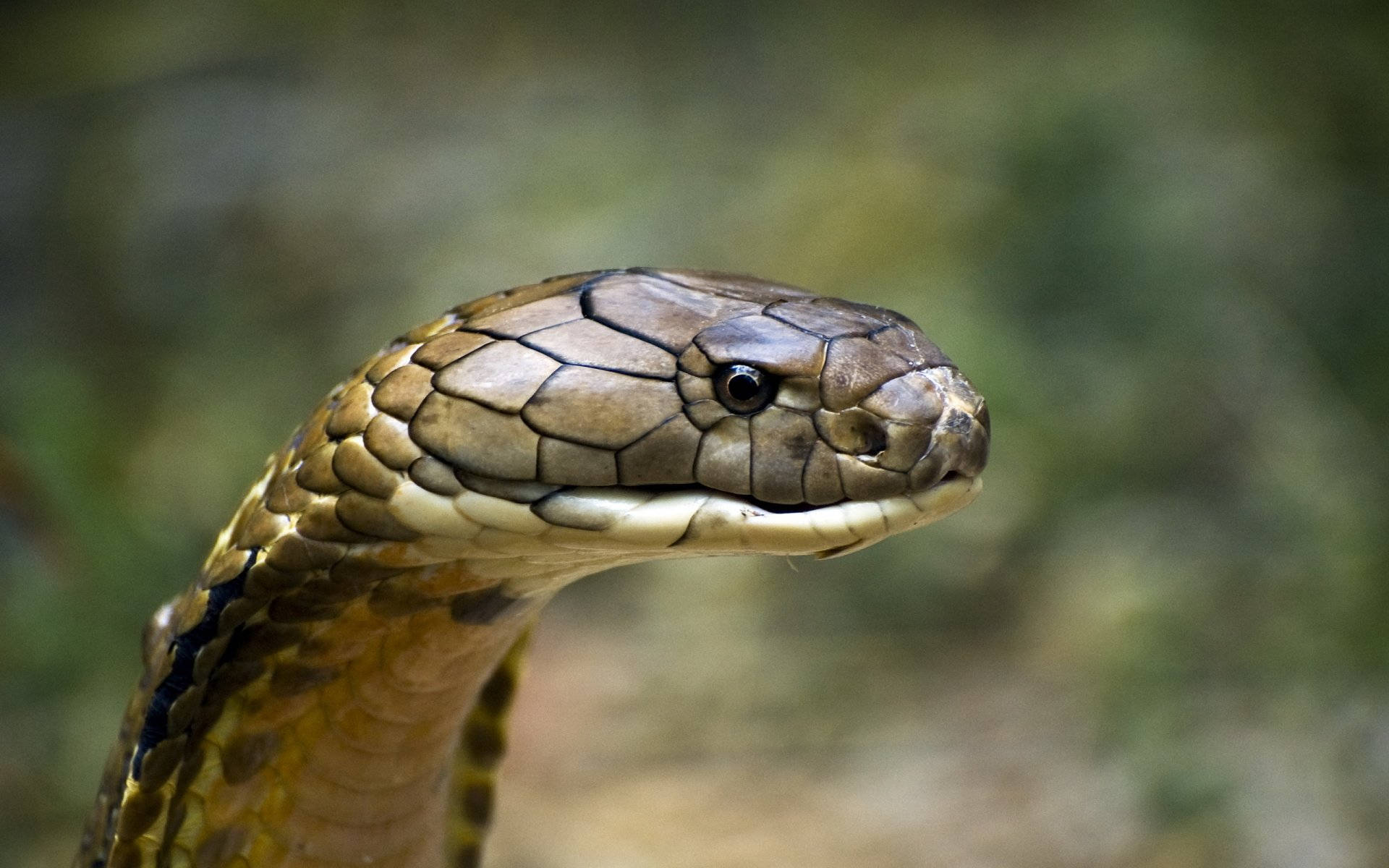 King Cobra Side View Background