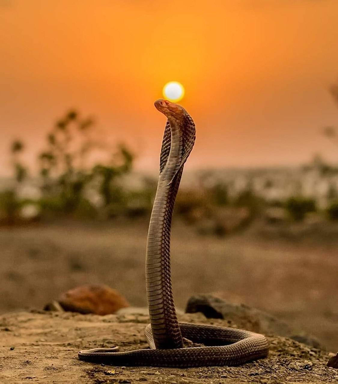 King Cobra Sunset Background
