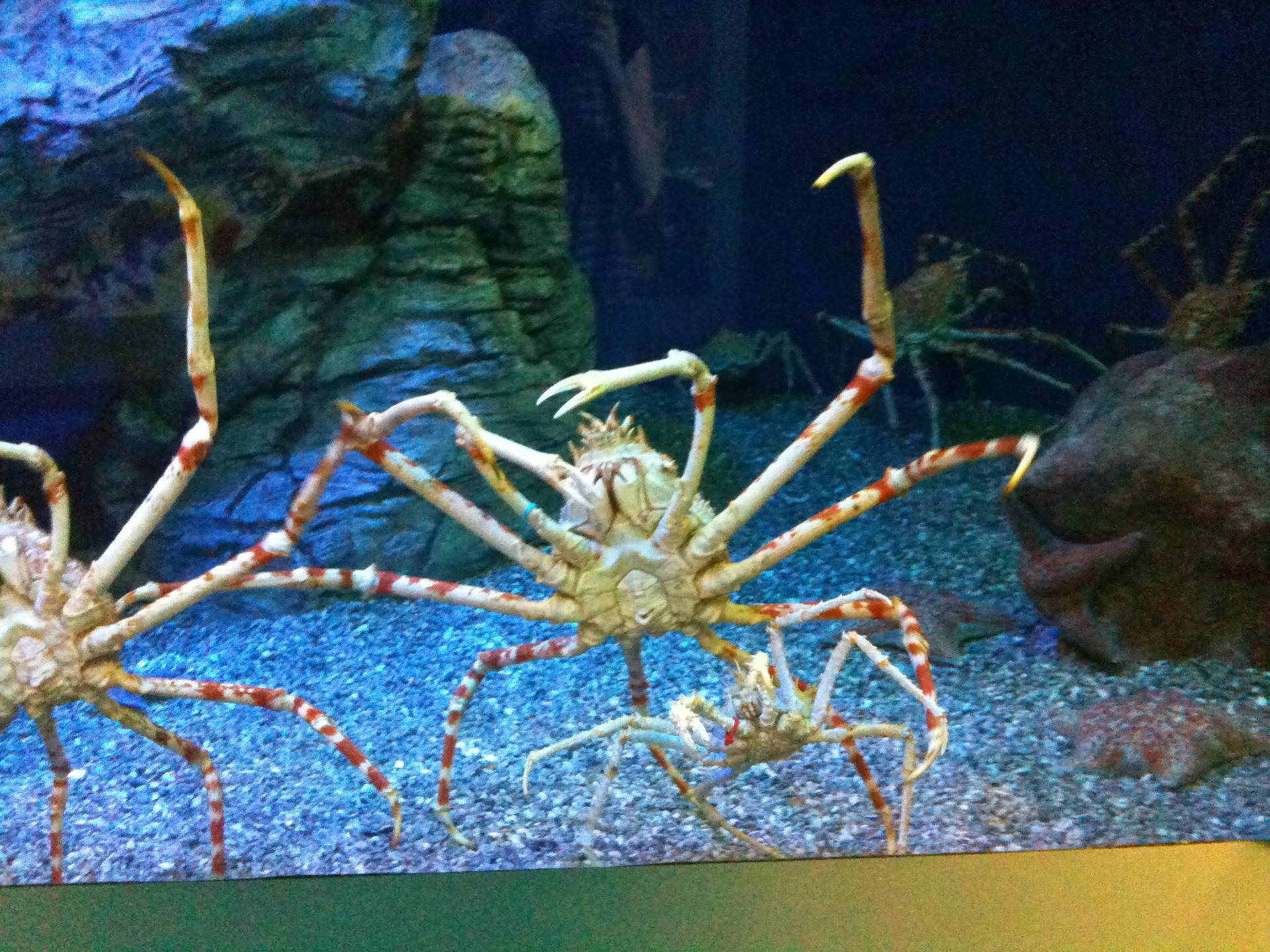 King Crab Belly On Display Background