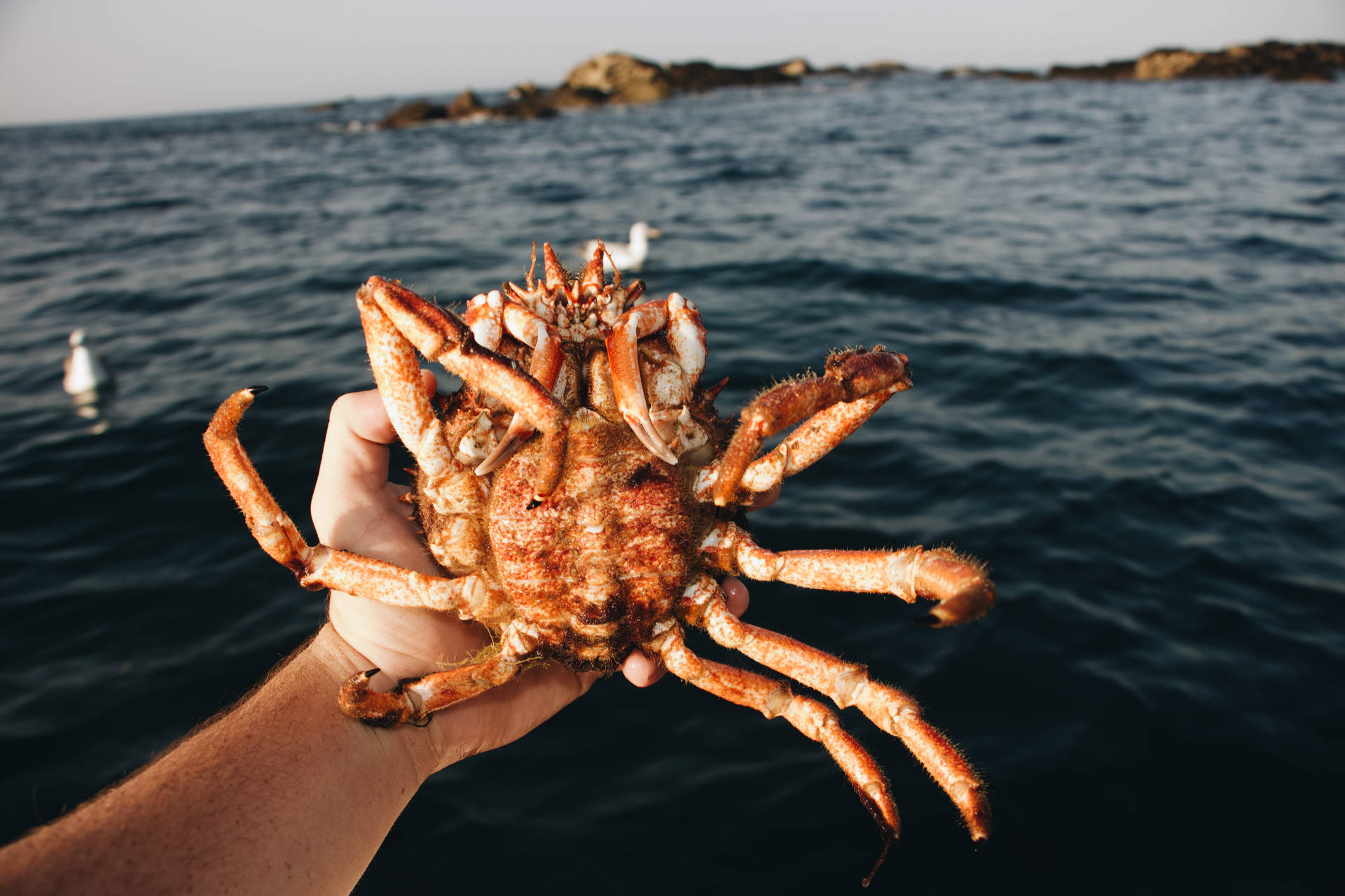 King Crab Caught In The Middle Of The Sea