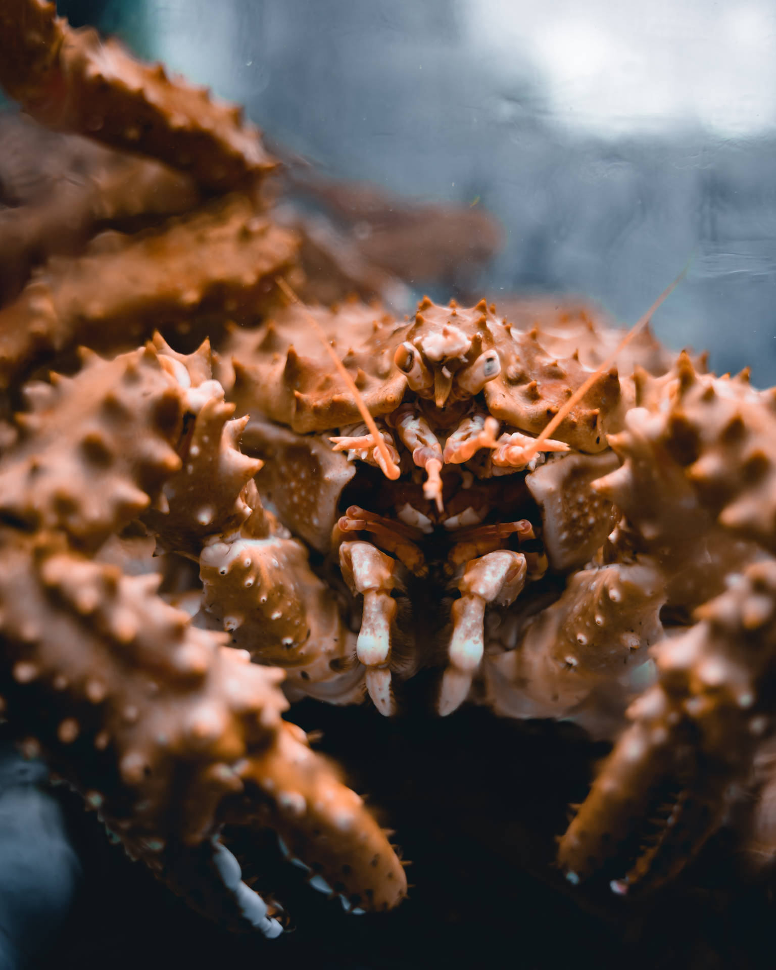 King Crab Face Close-up Background