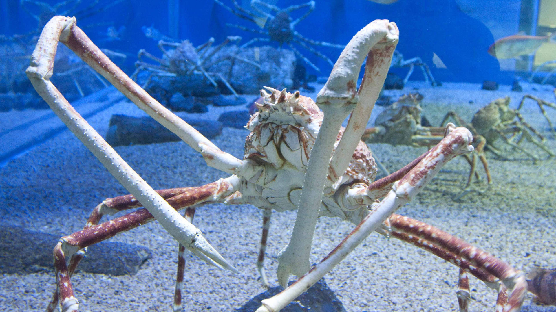 King Crab In An Aquarium Background