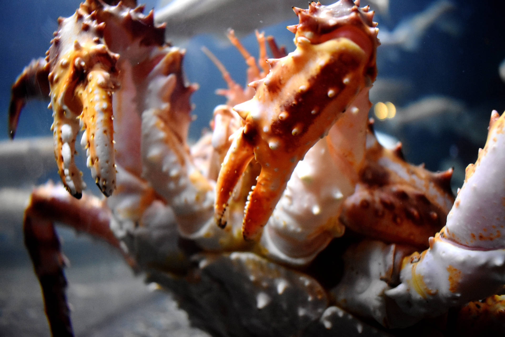 King Crab With Claws Up Background