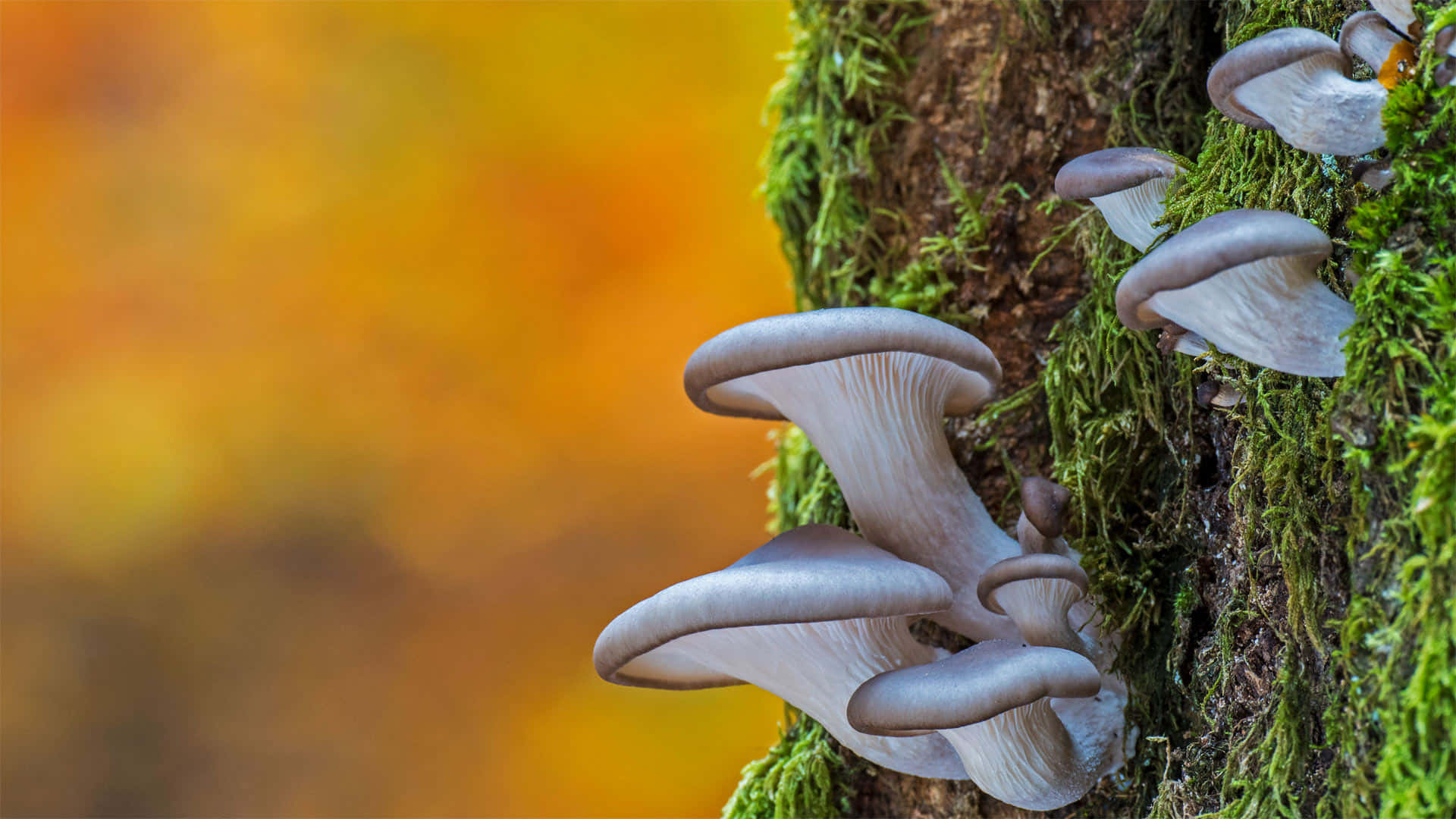 King Trumpet Mushroom Fungus On Mossy Branch