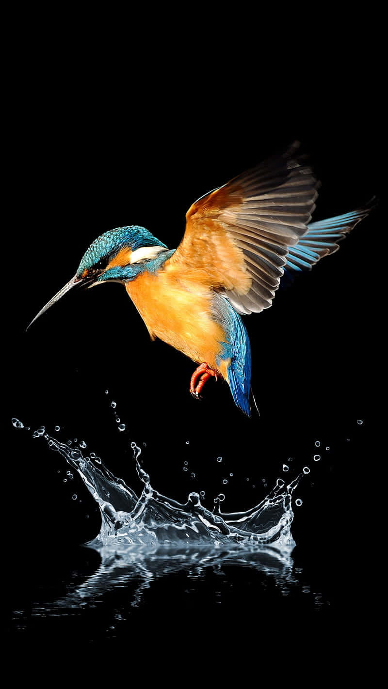 Kingfisher Bird Iphone Background Image