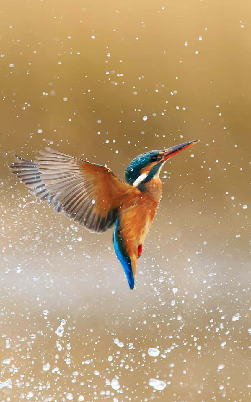 Kingfisher Bird Iphone Screensaver