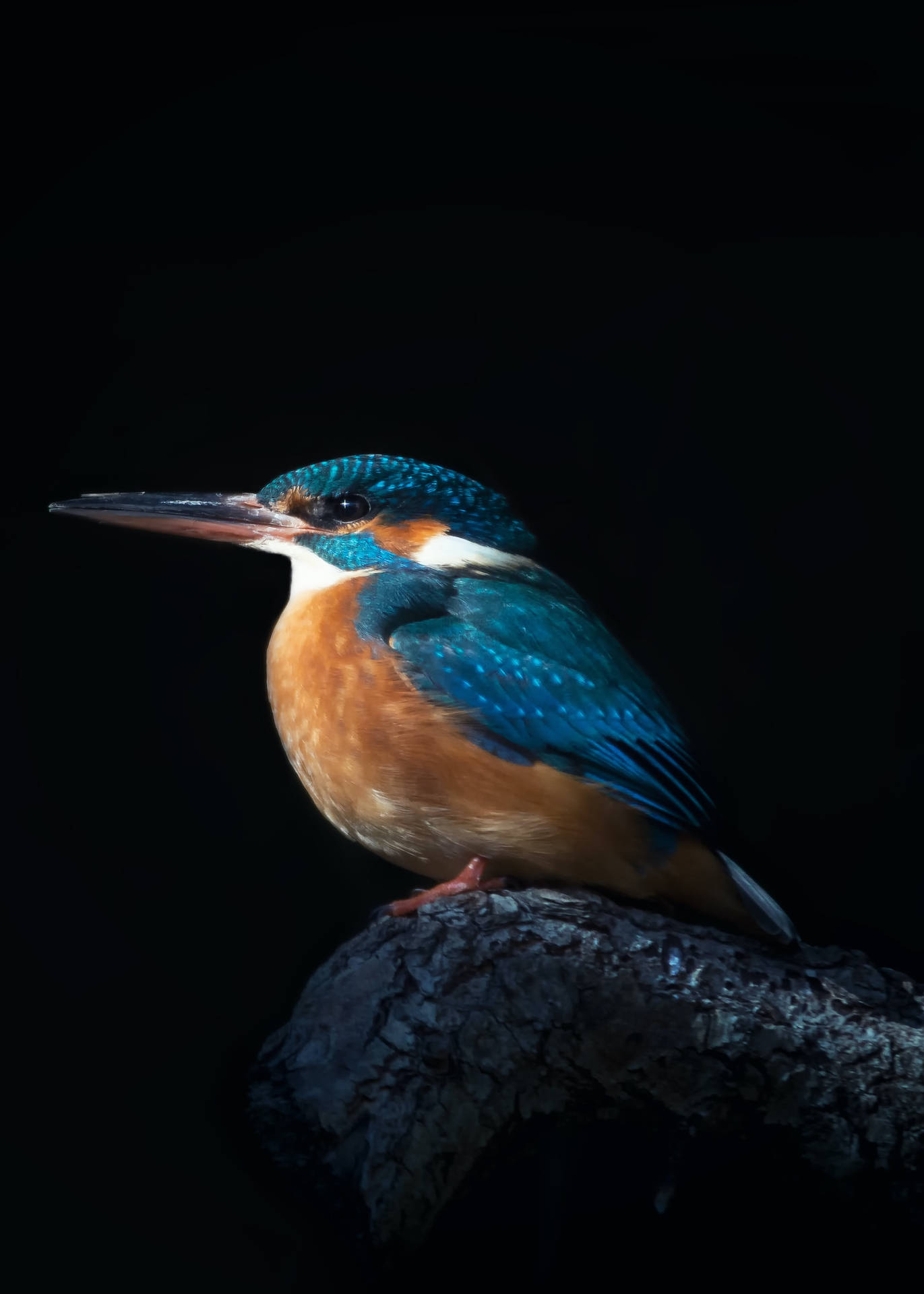 Kingfisher Bird Side Profile Background