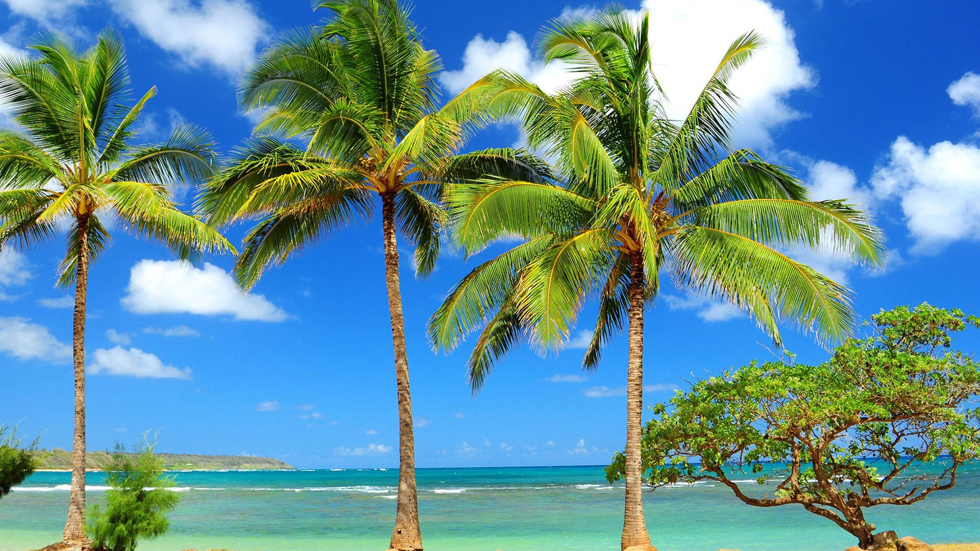 Kiribati Island Palm Trees Background