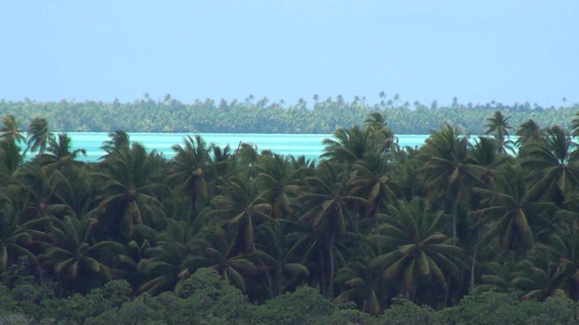 Kiribati Palm Tree Forest Background