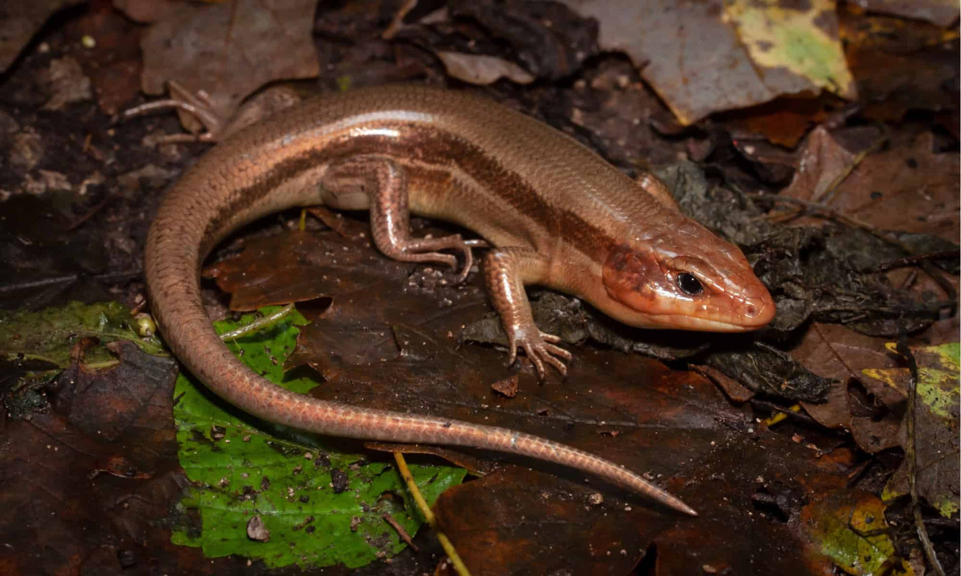 Kishinoue Giant Brown Ground Skink Background