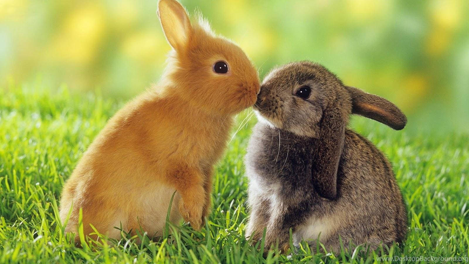 Kissing Couple Rabbit Background