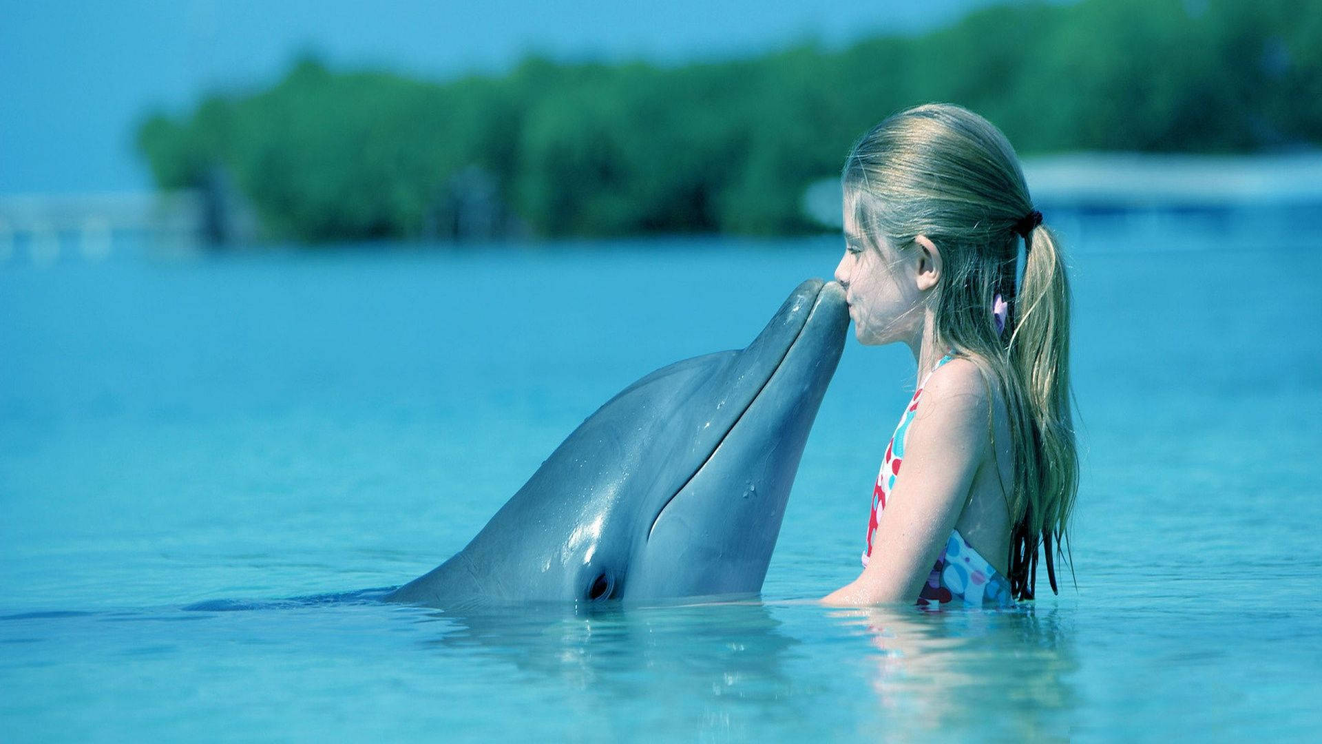 Kissing Cute Dolphin Background
