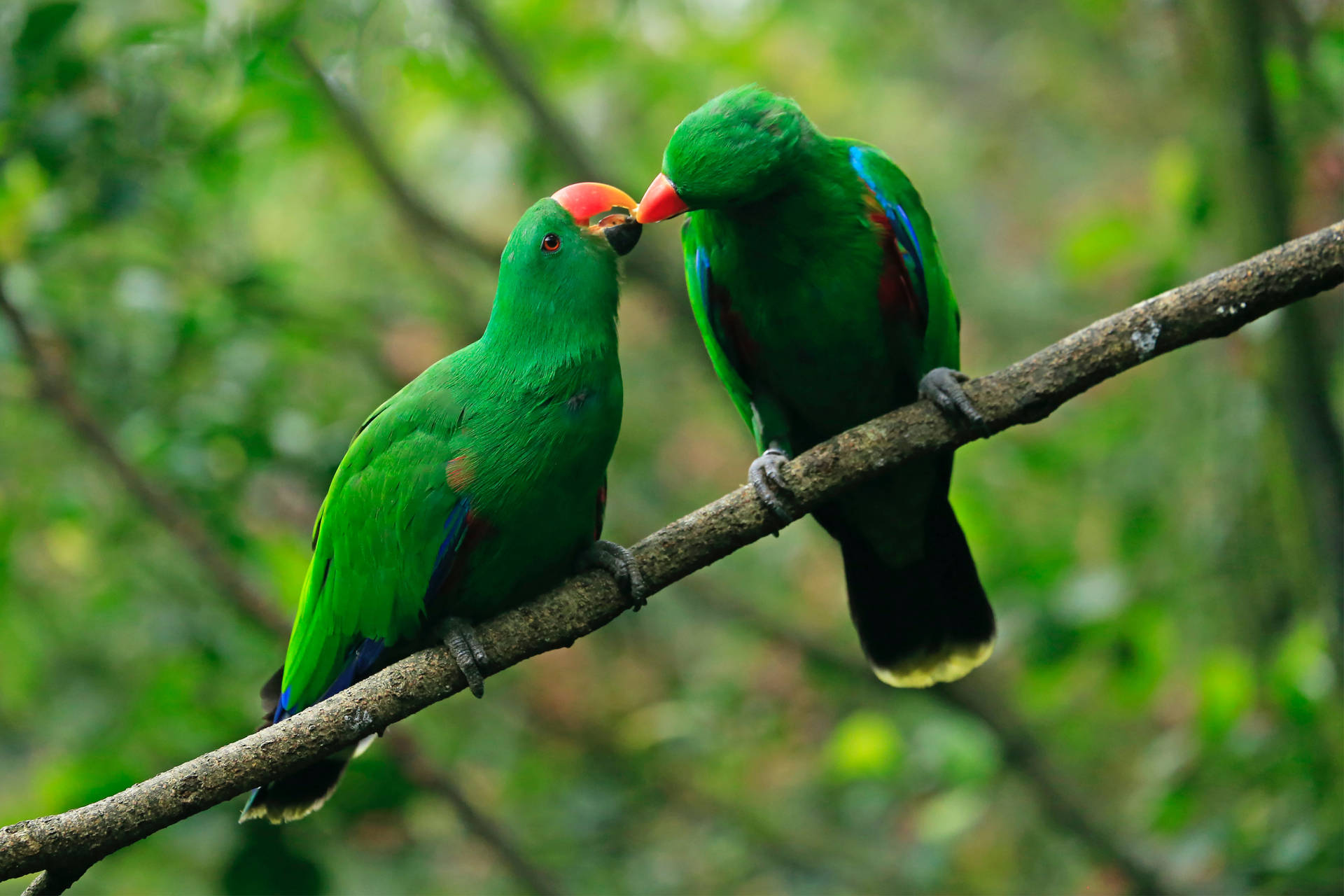 Kissing Green Parrot Hd
