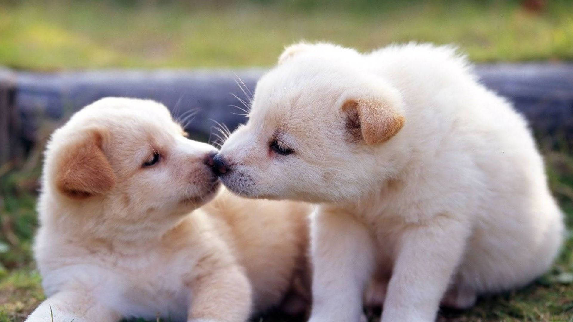 Kissing Puppies Background