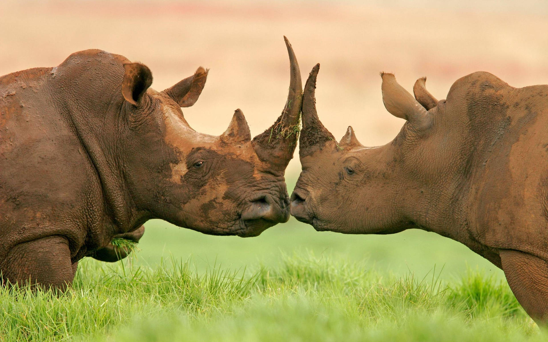 Kissing Rhinoceros Background