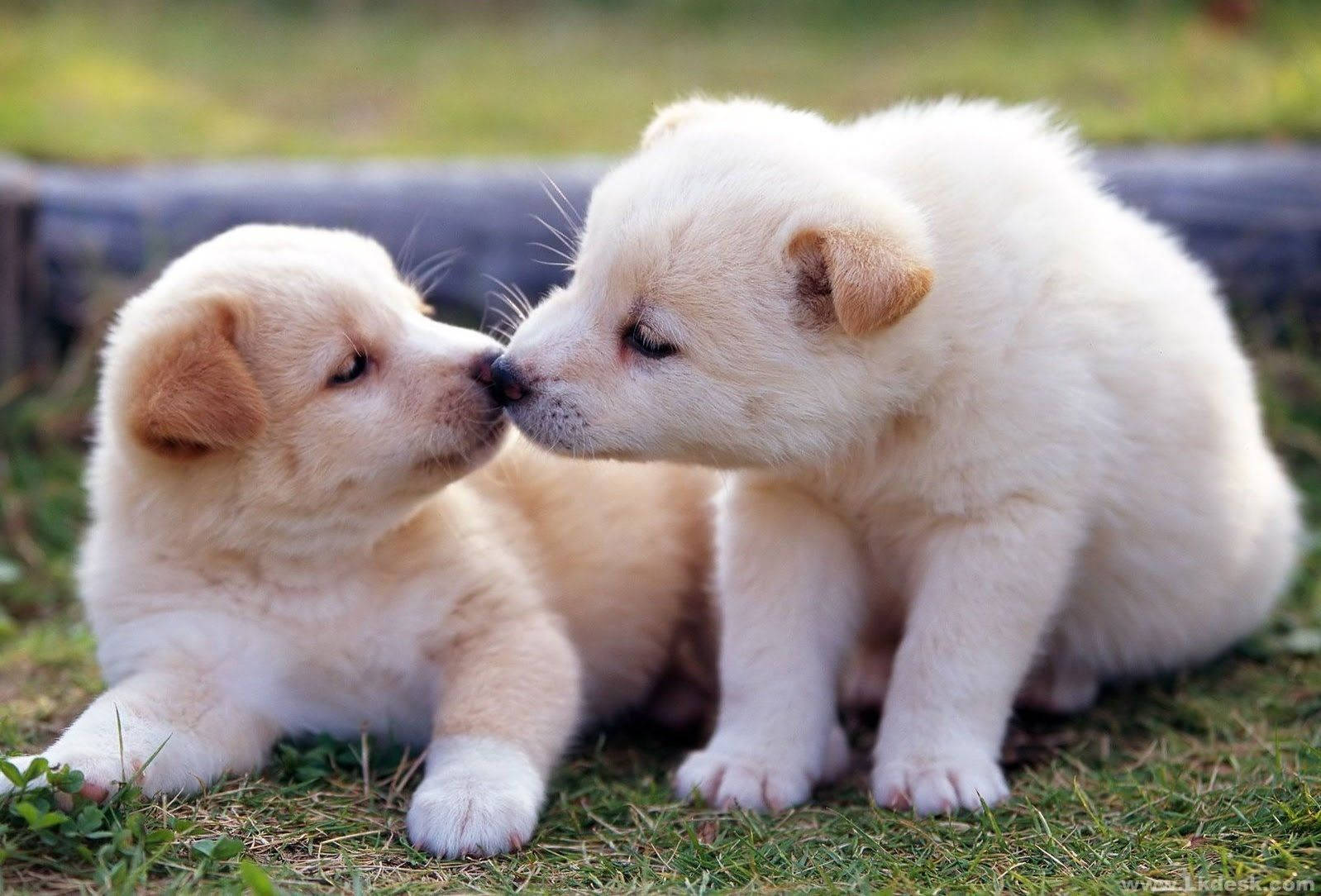 Kissing White Puppies Background