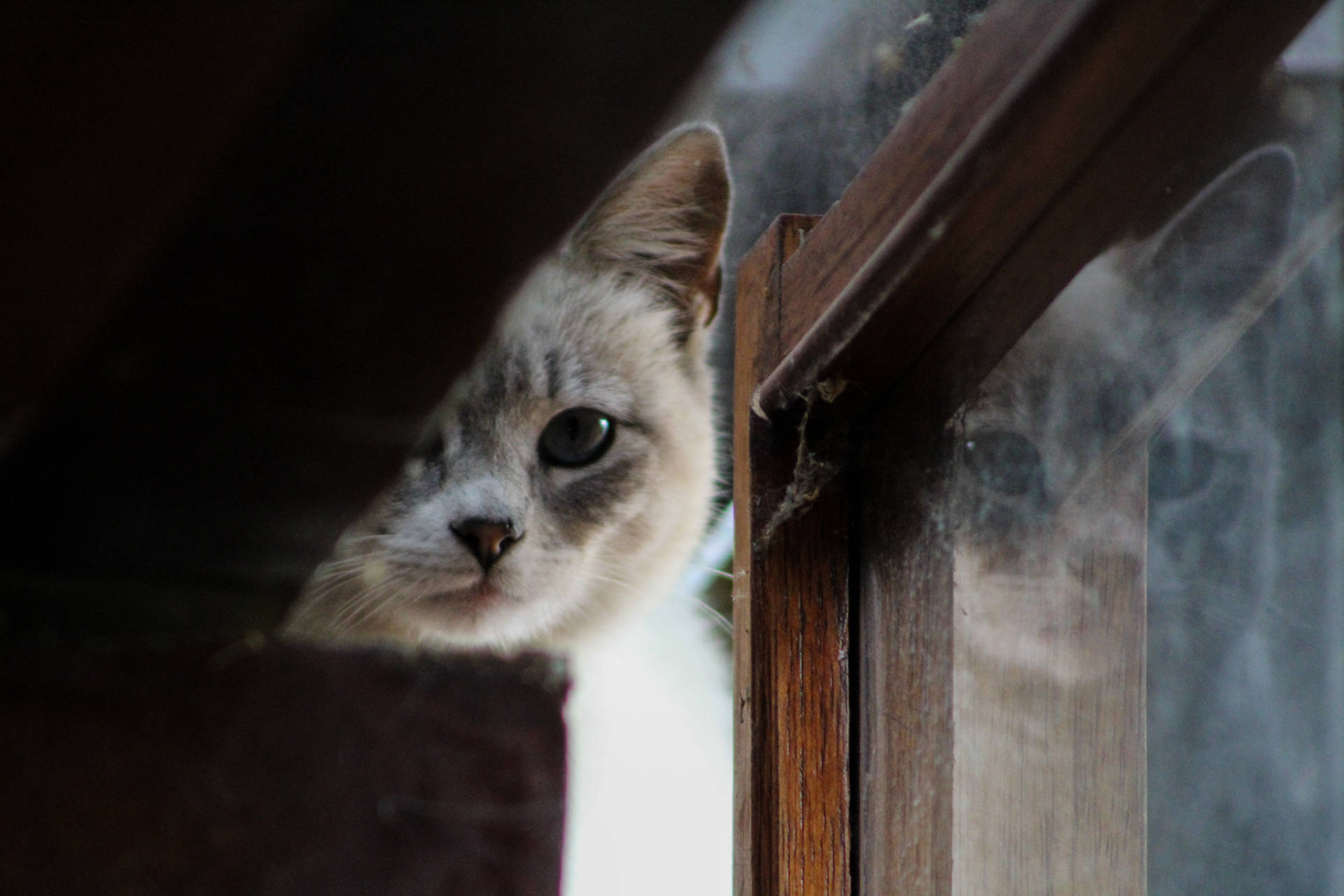 Kitten By The Window