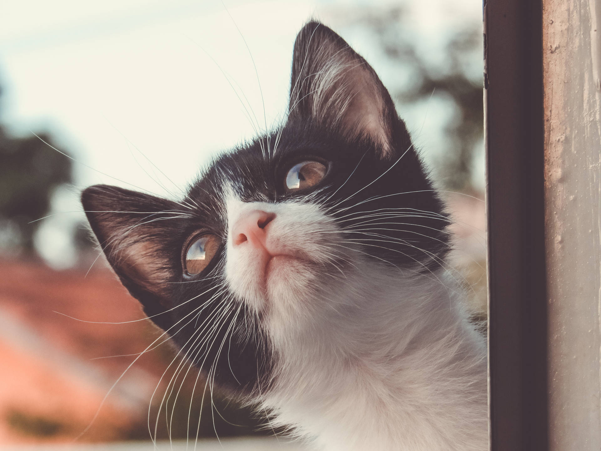 Kitten By The Window Background