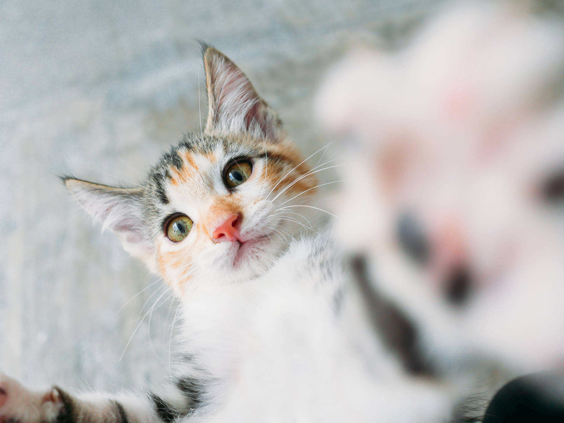 Kitten Cute Selfie
