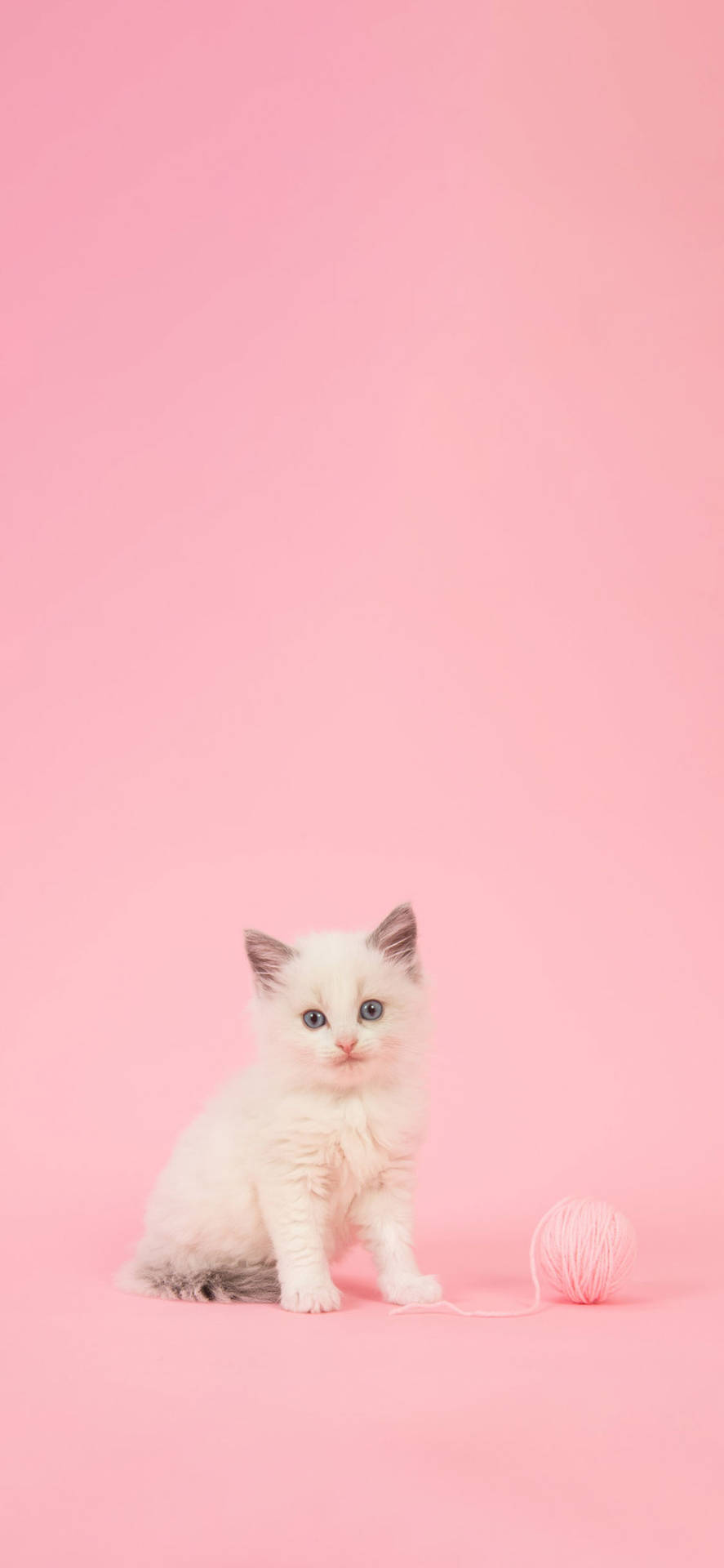 Kitten Girly Iphone Background