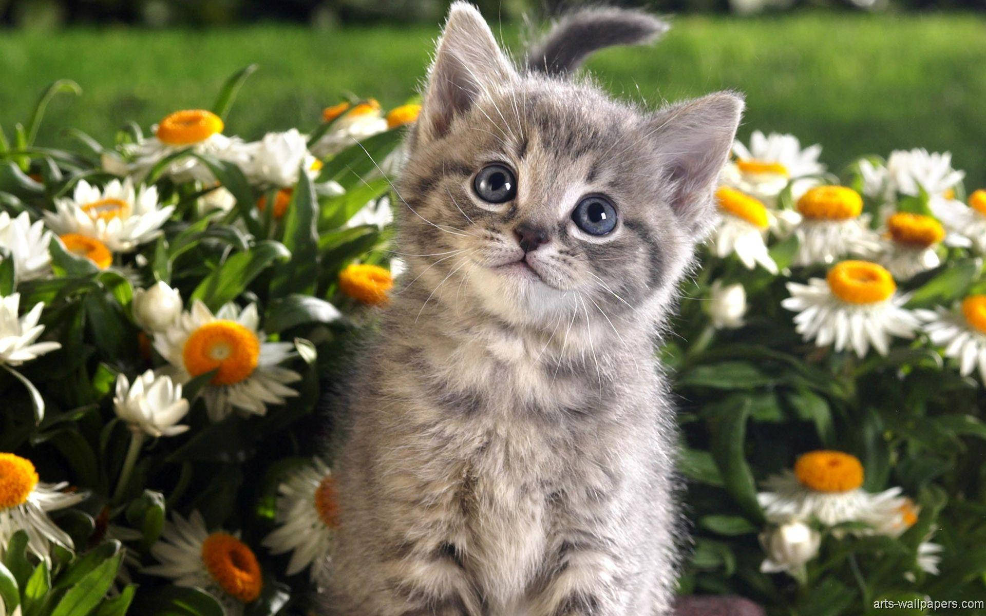 Kitten In A Flower Garden