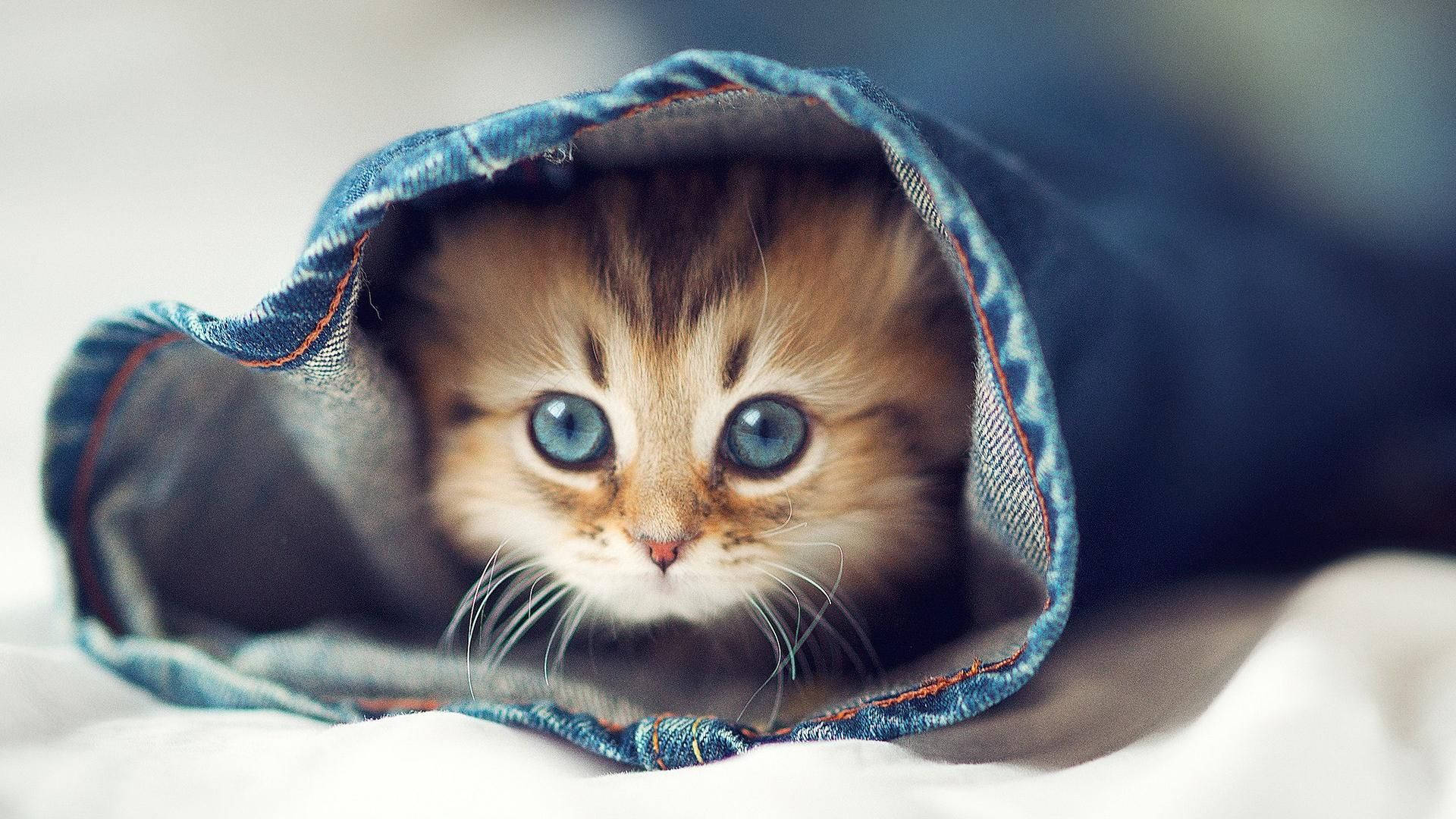 Kitten In Blue Jeans