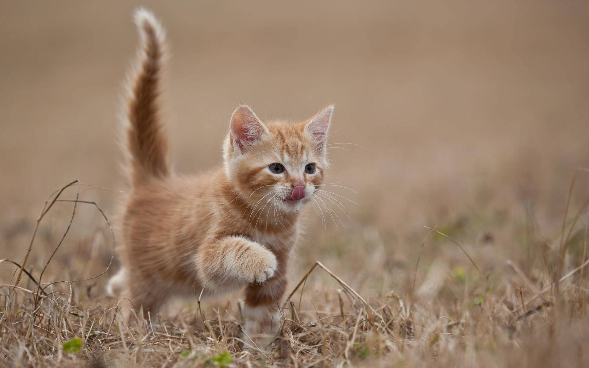 Kitten In Dried Grass