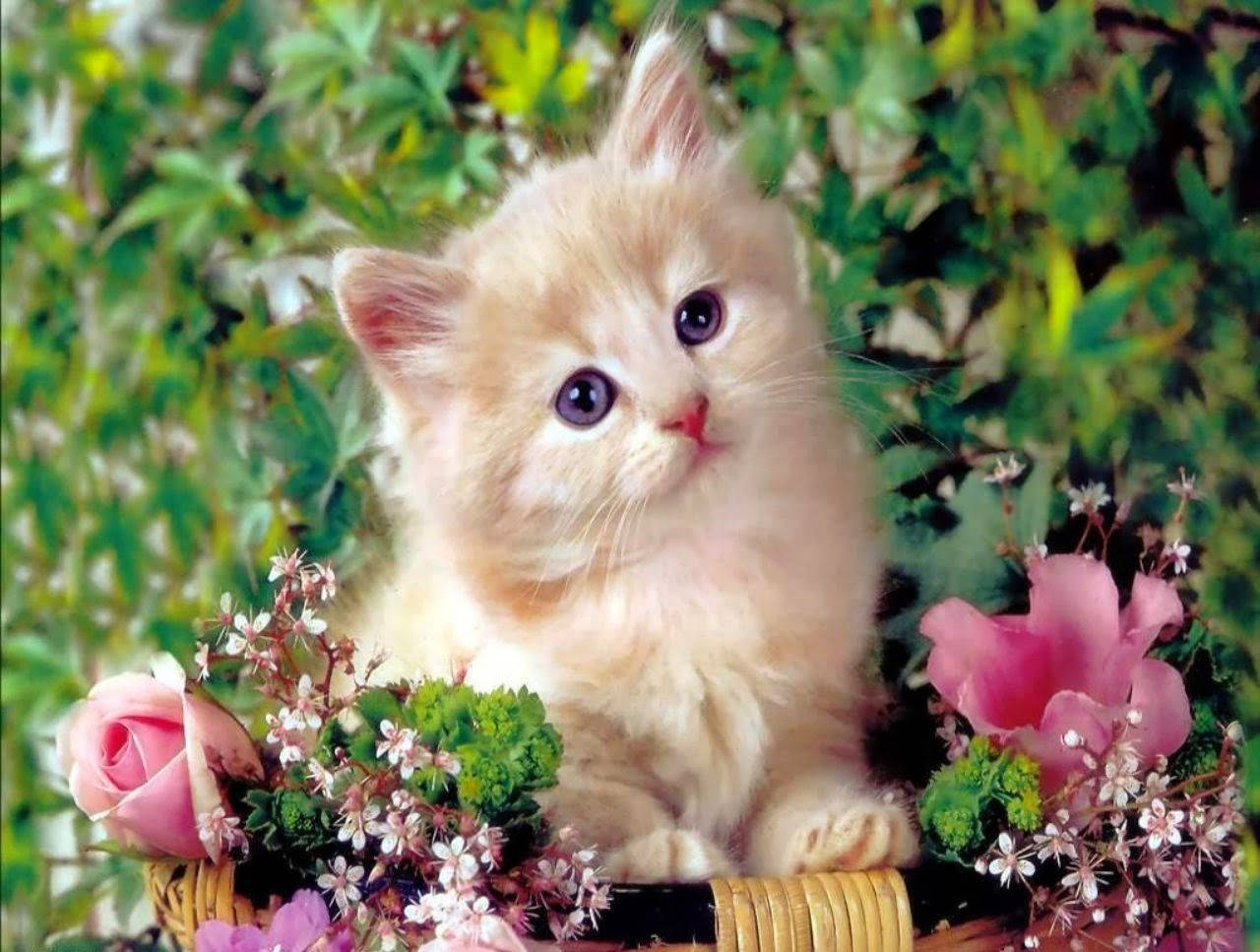 Kitten In Flower Basket
