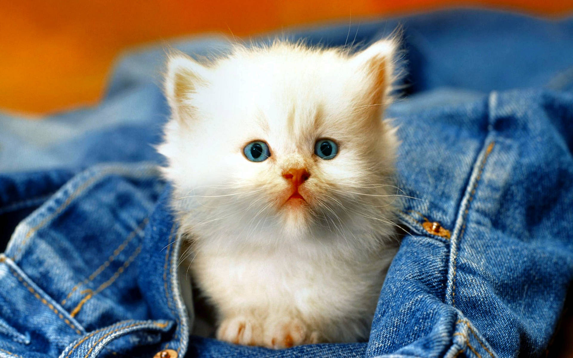 Kitten In Jeans Pocket Background